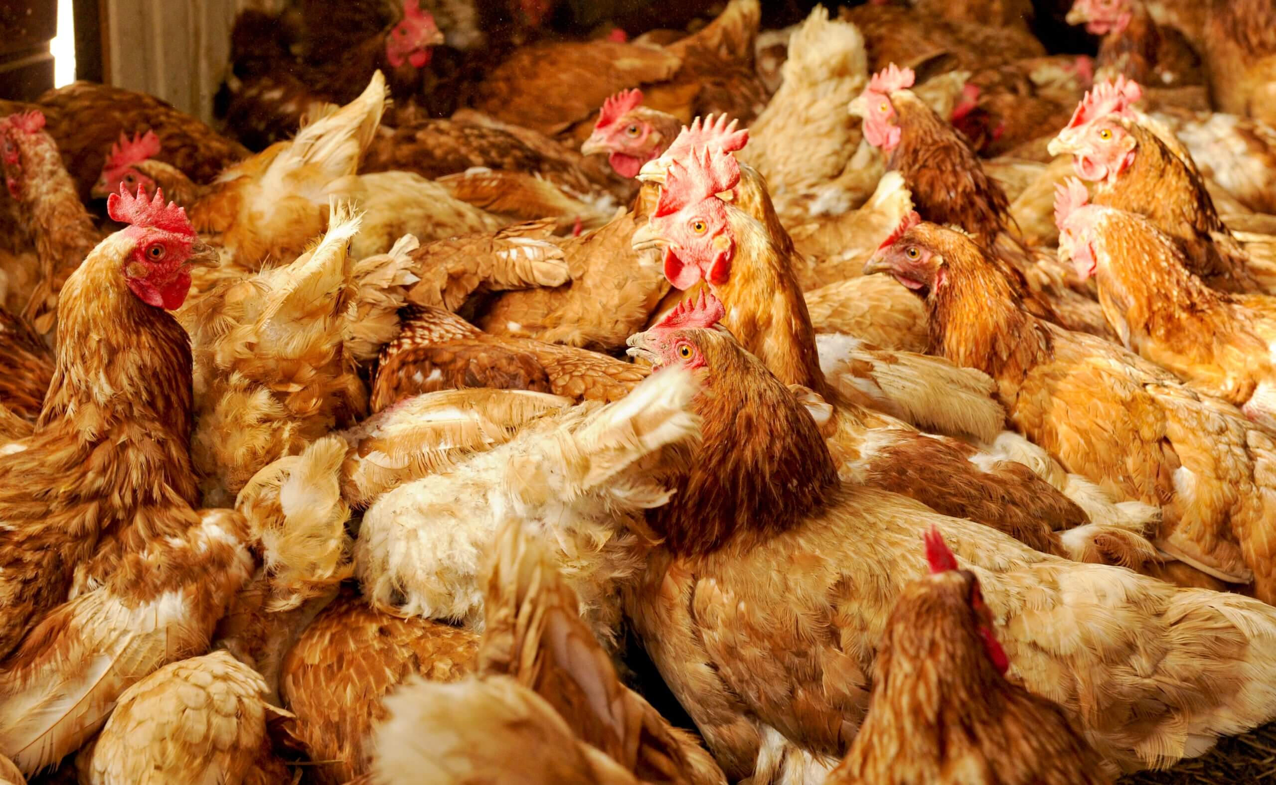 Arvioita suomalaisen ja eurooppalaisen eläinsuojelulainsäädännön tilasta