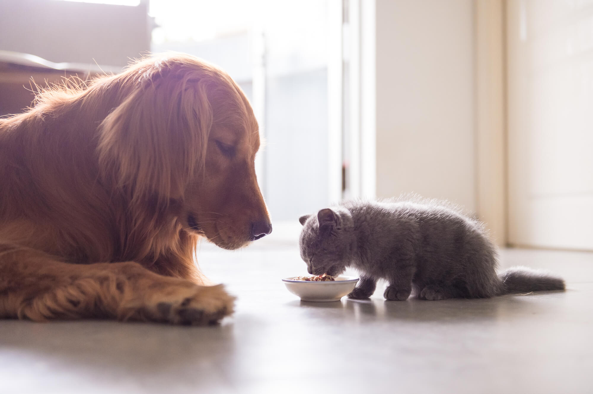 Eläinkuljetukset, seuraeläimet ja biodiversiteetti – eläinten hyvinvointi työllistää parlamentissa