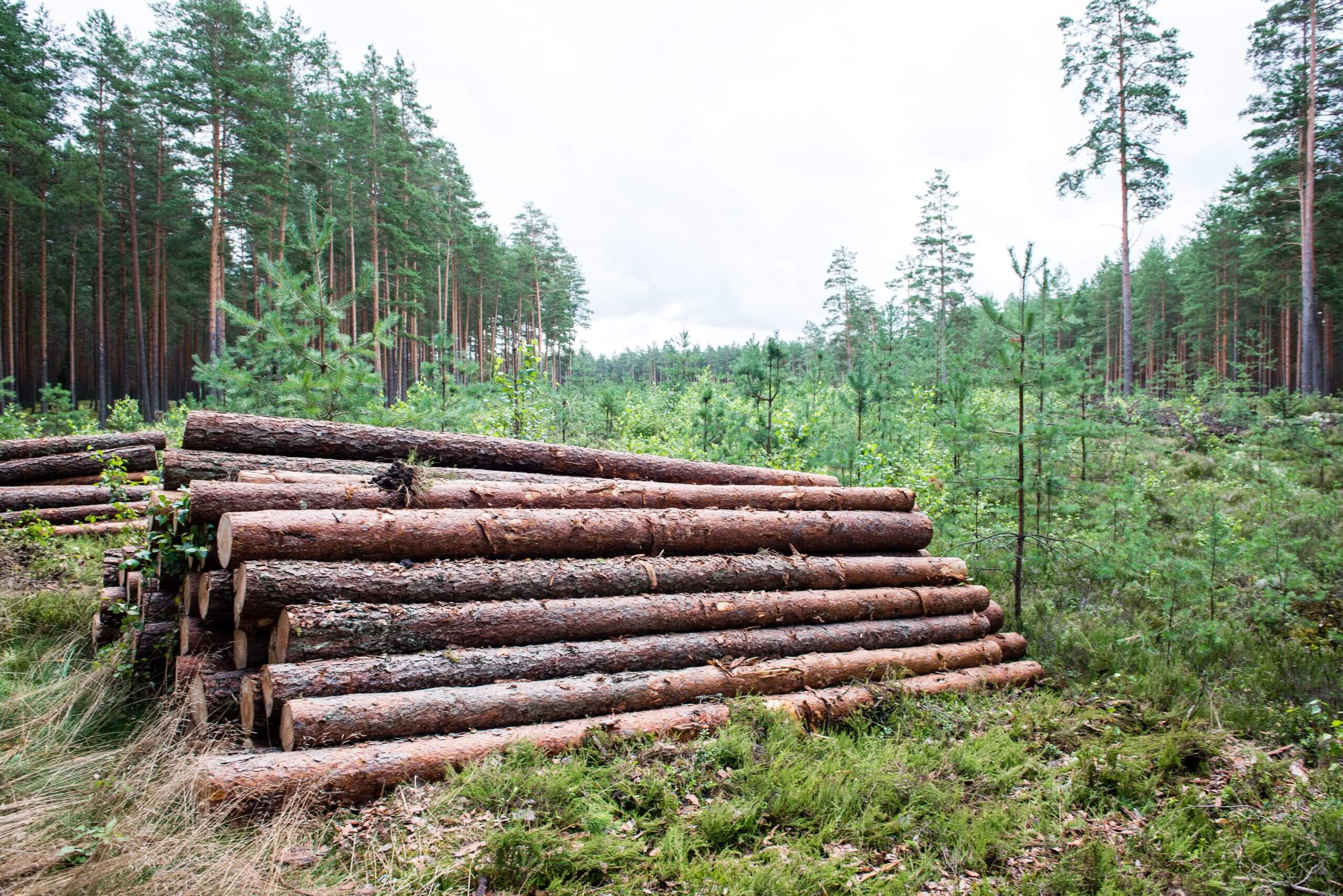 Suomi rikkoo EU-oikeutta lintujen suojelussa 
