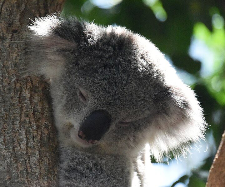 Australian metsäpalot – surullinen esimerkki toimimattomuuden kustannuksista