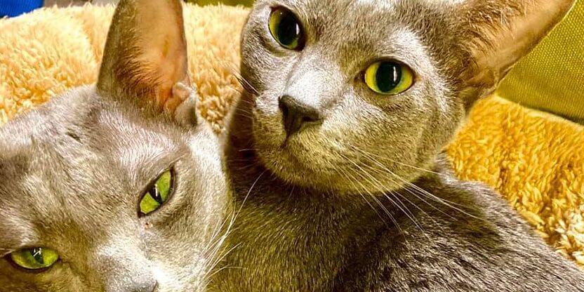 Lemmikkien laittoman kaupan on loputtava