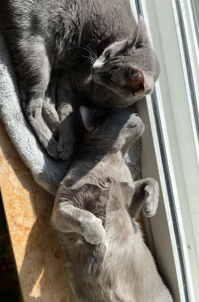 Elämänoppeja kissoilta kansainvälisenä kissojen päivänä