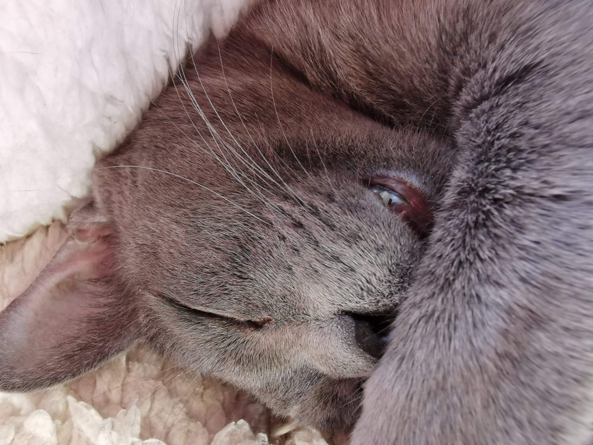 Hyvää eläinten viikkoa!